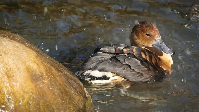 Fulvous whistling duck (Dendrocygna bicolor) bathing