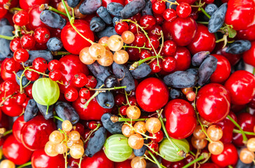 Ripe, summer berries close-up. Berries of sweet cherries, honeysuckle, white and red currants.