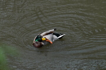 mallard in the pond