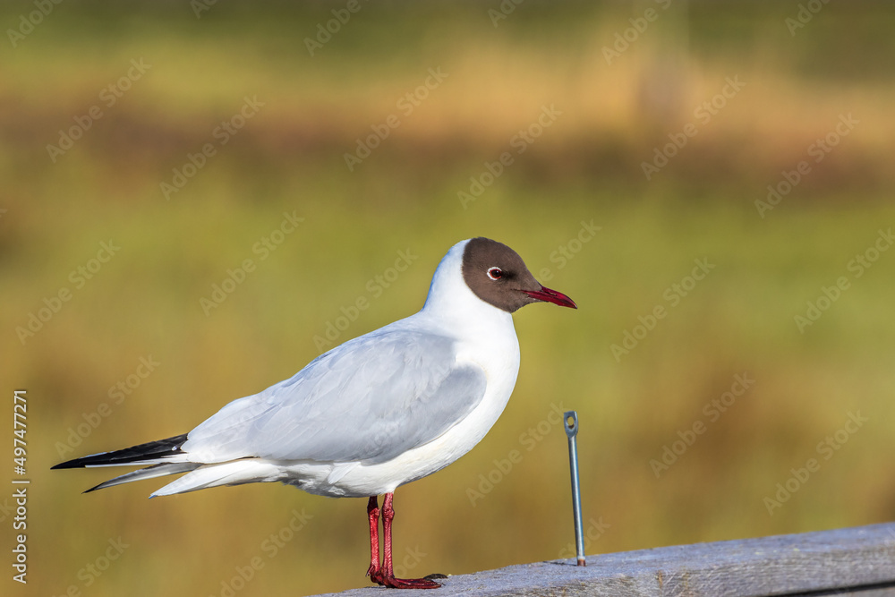 Wall mural Portrait at a Black headed gull bird