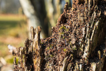 Ants crawling on a tree stump