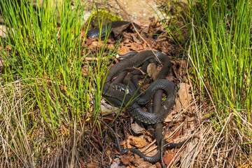Group with snakes basking in the spring sunshine