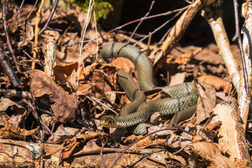 Grass snakes crawling among old leaves