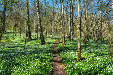 Footpath in a deciduous forest with spring flowers