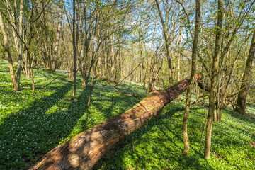 Fallen tree in a beautiful deciduous forest in spring