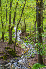 Winding creek in a lush forest in spring
