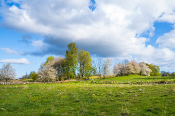 Idyllic rural meadow with flowering fruit trees in spring