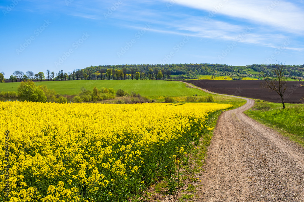 Poster Winding gravel road at a flowering rapeseed field in the countryside