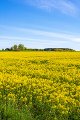 Obraz premium Rapeseed field in the countryside