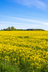 Rapeseed field in the countryside