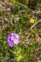 Blooming Bird's eye primrose flower on a meadow