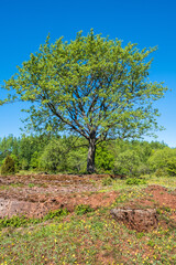 Lush green single tree on a alvar with limestone bedrock