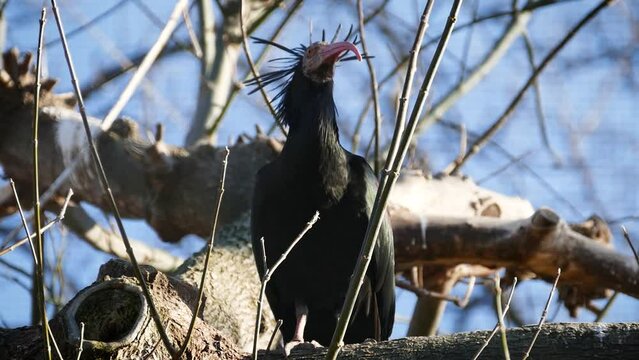 Northern bald ibis (Geronticus eremita) in an aviary