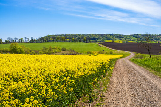 Winding gravel road at a flowering rapeseed field in the countryside