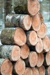 Close up of sawed firewood in the winter forest
