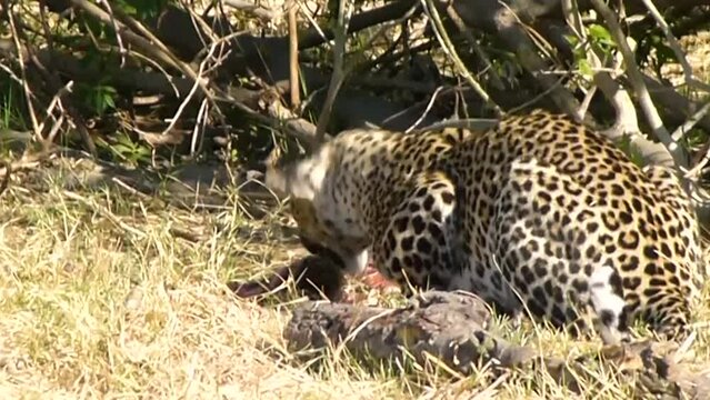 leopard panther eating in okawango delta