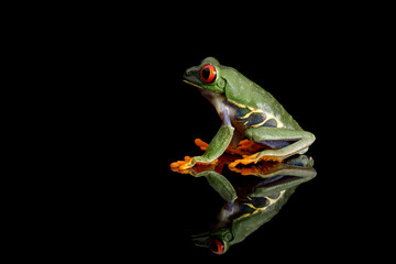 Red-eyed Tree Frog (Agalychnis callidryas) isolated on black background and its reflection.