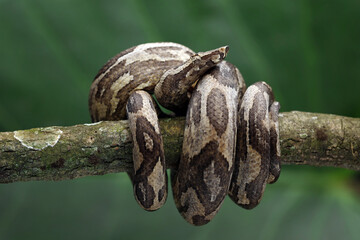 Ground Boa snake (Candoia carinata) on tree branch. Candoia carinata is popular as a pet in Indonesia, where it is known by the common name Monopohon.