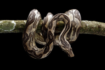 Ground Boa snake (Candoia carinata) on black background. Candoia carinata is popular as a pet in Indonesia, where it is known by the common name Monopohon.