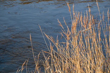 feines Schilfgras an einer Flussmündung zum Meer in Dänemark