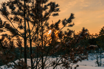 Sunrise forest Espoo Finland