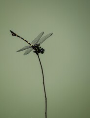 dragonfly close up