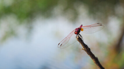 Macro d'un sympétrum rouge, posé sur une petite branche, au bord d'un étang