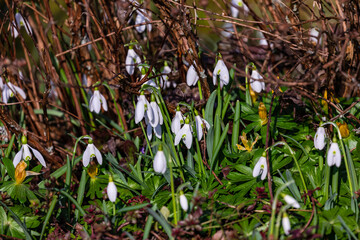 White snowdrops in a hedge are a harbinger of the approaching spring