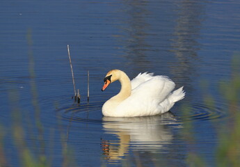 Swan on the lake, beautiful elegant bird