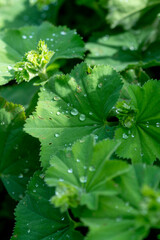 Alchemilla vulgaris (lady's mantle) leaves with water drops after rain.