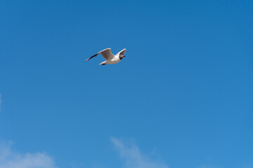 Seagull flying isolated in the sky.