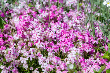 Pink and white striped phlox flowers in the summer garden (phlox subulata)