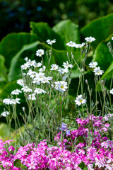Obraz na płótnie Canvas White cerastium flowers in a blooming summer garden