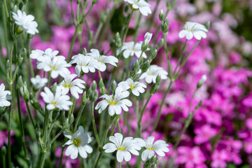 White cerastium  flowers in a blooming summer garden