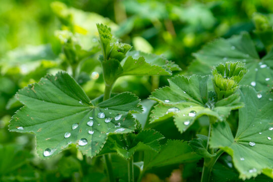 Alchemilla vulgaris (lady's mantle) leaves with water drops after rain.