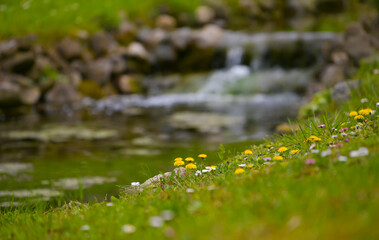 Beautiful spring scenery place with amazing view of small flowers next to a river in the mountain side. Landscapes of springtime. Floral photography.
