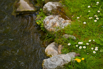 Beautiful spring scenery place with amazing view of small flowers next to a river in the mountain side. Landscapes of springtime. Floral photography.