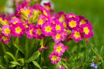 Fototapeta premium Beautiful violet family violaceae spring flowers. Amazing details of these pansies plants. Park and landscape design. Flower shop.