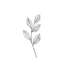 beautiful detailed sketch of plant. The idea of ​​a twig tattoo with leaves. detailed sketch of a twig with leaves