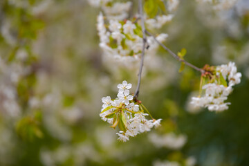Amazing blossom spring flowers. Close up of these beautiful plants against vivid color background.