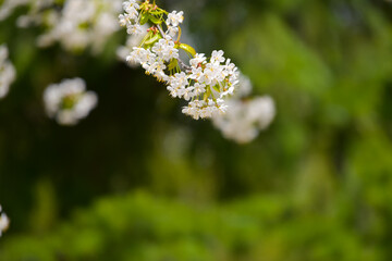 Amazing blossom spring flowers. Close up of these beautiful plants against vivid color background.