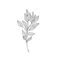 beautiful detailed sketch of plant. The idea of ​​a twig tattoo with leaves. detailed sketch of a twig with leaves