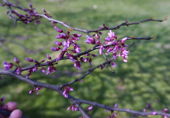 Pink Buds of Cherry Blossom Trees in Spring with Grassy Background
