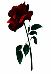 red rose isolated on white background. Beautiful black and red rose. Vector illustration. Flower.