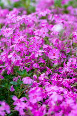 Pink phlox flowers in the summer garden (phlox subulata)