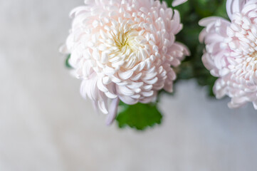 A bouquet of huge light pink chrysanthemum morifolium flowers