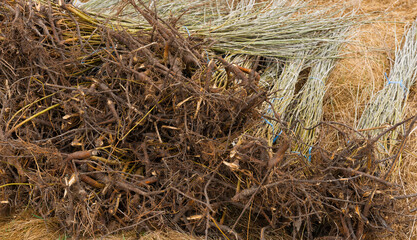 Crop photo of a bunch of tree seedlings lying on the ground ready to be planted on spring time.