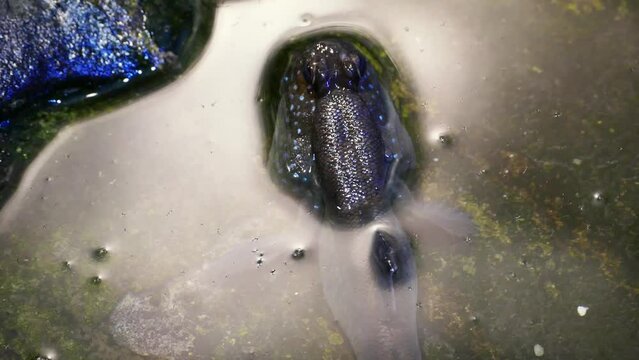 Atlantic mudskipper (Periophthalmus barbarus)