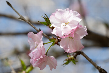 ソメイヨシノの後を受けよりピンクの桜咲く