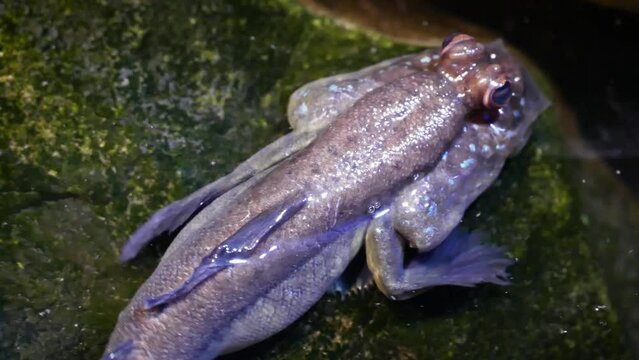 Atlantic mudskipper (Periophthalmus barbarus), close-up